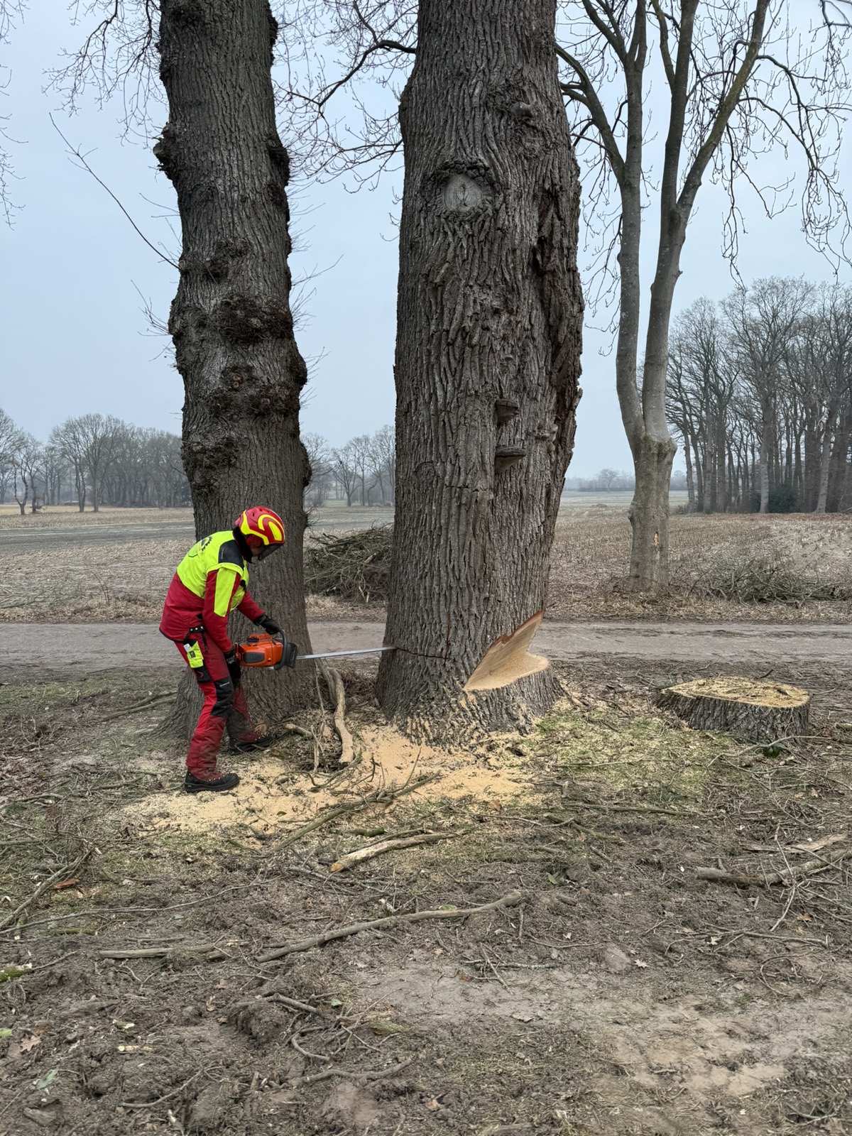 Baumfällung an der Allee
